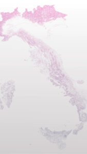 cooperativa ARA - digital creations